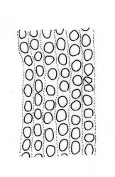 Macromitrium longirostre var. longirostre, transitional laminal cells. Redrawn with permission from Vitt (1983).
 Image: R.C. Wagstaff © All rights reserved. Redrawn with permission from Vitt (1983). 